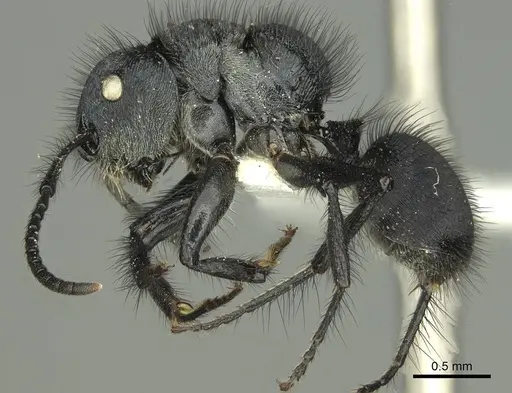 Echinopla striata specimen CASENT0906847 image casent0906847_4