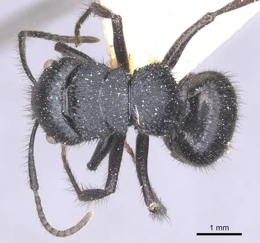 Echinopla striata specimen CASENT0912086 image casent0912086_1