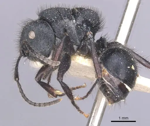 Echinopla striata specimen CASENT0912086 image casent0912086_3