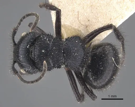 Echinopla striata specimen CASENT0917295 image casent0917295_1