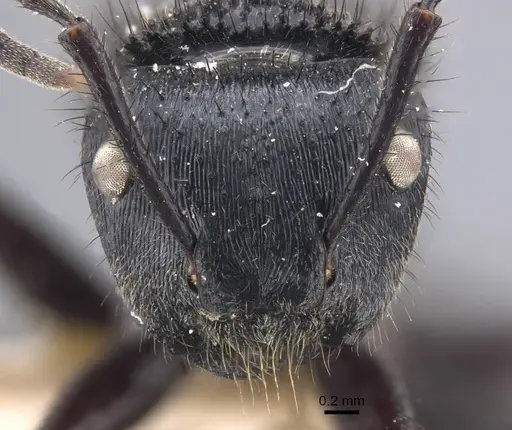 Echinopla striata specimen CASENT0917295 image casent0917295_2