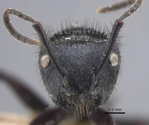 Echinopla striata specimen CASENT0917295 image casent0917295_3