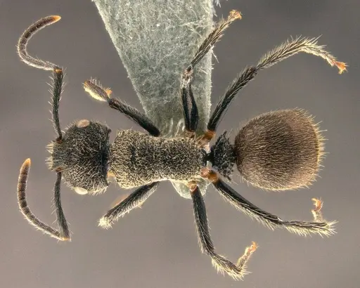 Echinopla subtilis specimen CASENT0914951 image casent0914951_1