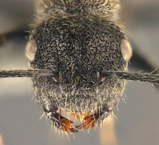 Echinopla subtilis specimen CASENT0914951 image casent0914951_2
