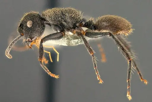 Echinopla subtilis specimen CASENT0914951 image casent0914951_3