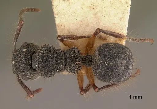 Echinopla tritschleri specimen CASENT0102461 image casent0102461_1