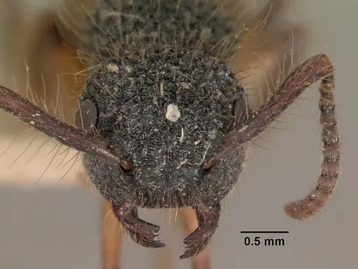 Echinopla tritschleri specimen CASENT0102461 image casent0102461_2