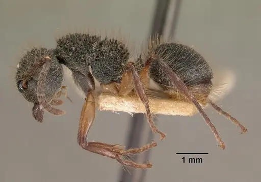 Echinopla tritschleri specimen CASENT0102461 image casent0102461_3