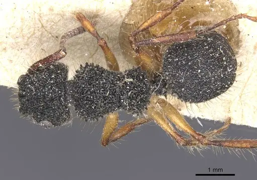 Echinopla tritschleri specimen CASENT0912087 image casent0912087_1