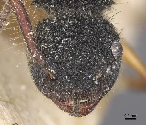 Echinopla tritschleri specimen CASENT0912087 image casent0912087_2