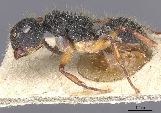 Echinopla tritschleri specimen CASENT0912087 image casent0912087_3