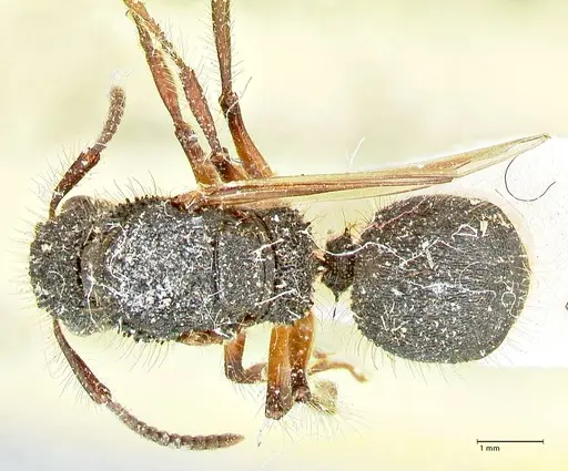 Echinopla tritschleri specimen FOCOL2559 image focol2559_1