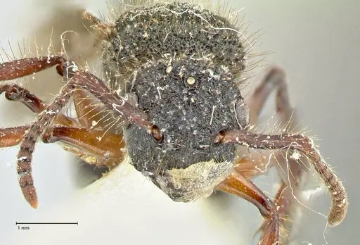 Echinopla tritschleri specimen FOCOL2559 image focol2559_2