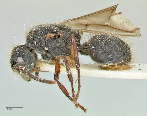 Echinopla tritschleri specimen FOCOL2559 image focol2559_3
