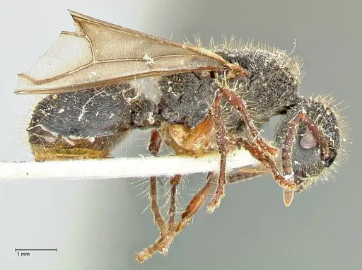Echinopla tritschleri specimen FOCOL2559 image focol2559_4