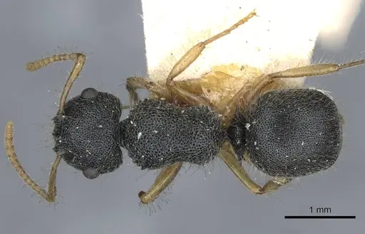 Echinopla turneri specimen CASENT0910968 image casent0910968_1