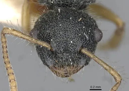 Echinopla turneri specimen CASENT0910968 image casent0910968_2
