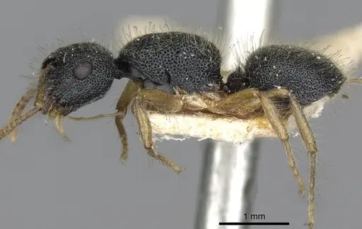 Echinopla turneri specimen CASENT0910968 image casent0910968_3