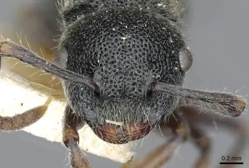 Echinopla turneri specimen CASENT0910969 image casent0910969_2