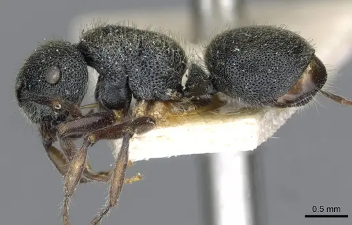 Echinopla turneri specimen CASENT0910969 image casent0910969_3