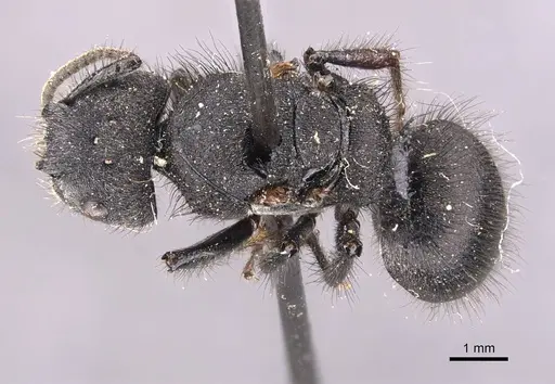 Echinopla vermiculata specimen CASENT0905644 image casent0905644_1