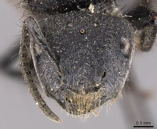 Echinopla vermiculata specimen CASENT0905644 image casent0905644_2