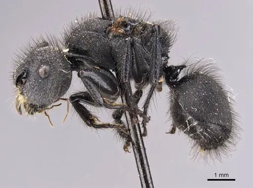 Echinopla vermiculata specimen CASENT0905644 image casent0905644_3