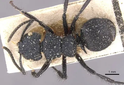 Echinopla vermiculata specimen CASENT0905645 image casent0905645_1