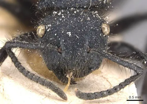 Echinopla vermiculata specimen CASENT0905645 image casent0905645_2