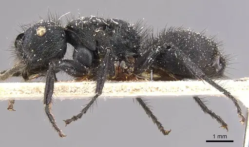 Echinopla vermiculata specimen CASENT0905645 image casent0905645_3