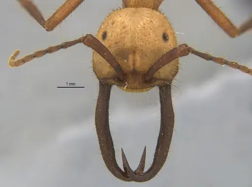 Eciton burchellii specimen ANTWEB1062616 image antweb1062616_1