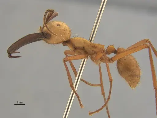 Eciton burchellii specimen ANTWEB1062616 image antweb1062616_2