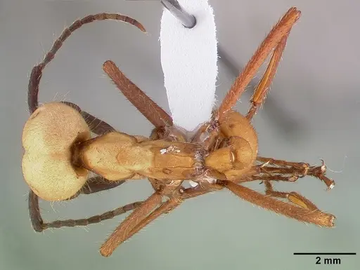 Eciton burchellii specimen CASENT0009218 image casent0009218_1