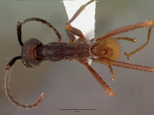 Eciton burchellii specimen CASENT0009219 image casent0009219_1