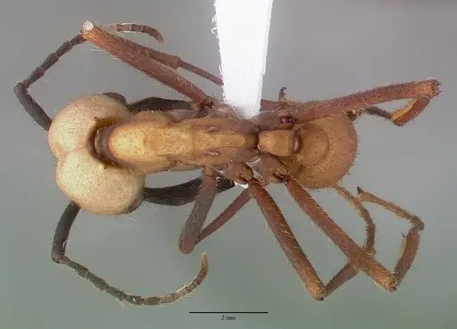 Eciton burchellii specimen CASENT0009221 image casent0009221_1