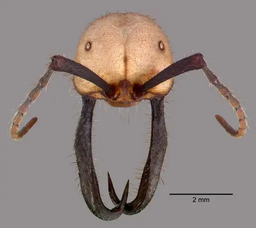 Eciton burchellii specimen CASENT0009221 image casent0009221_2