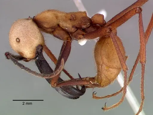 Eciton burchellii specimen CASENT0009221 image casent0009221_3