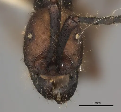 Eciton burchellii specimen CASENT0217469 image casent0217469_2