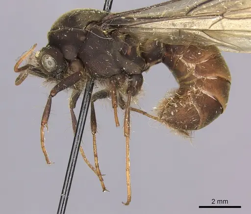 Eciton burchellii specimen CASENT0248144 image casent0248144_3