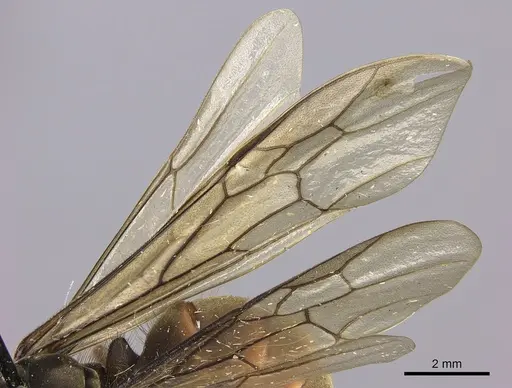 Eciton burchellii specimen CASENT0248144 image casent0248144_4