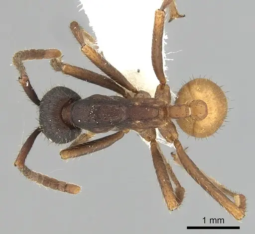 Eciton burchellii specimen CASENT0249452 image casent0249452_1