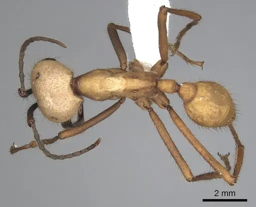 Eciton burchellii specimen CASENT0249453 image casent0249453_1