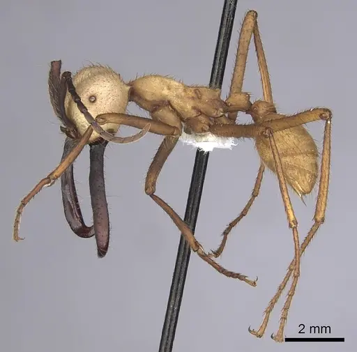 Eciton burchellii specimen CASENT0249453 image casent0249453_3