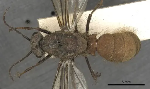 Eciton burchellii specimen CASENT0901956 image casent0901956_1