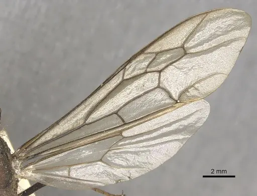 Eciton burchellii specimen CASENT0901956 image casent0901956_4