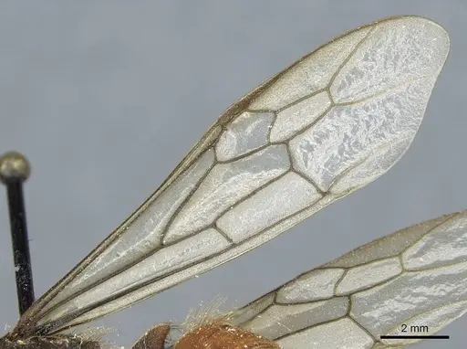 Eciton burchellii specimen CASENT0911370 image casent0911370_4