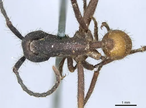 Eciton burchellii specimen CASENT0915855 image casent0915855_1