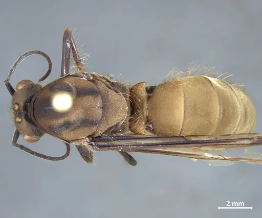 Eciton burchellii specimen DZUP549834 image dzup549834_1