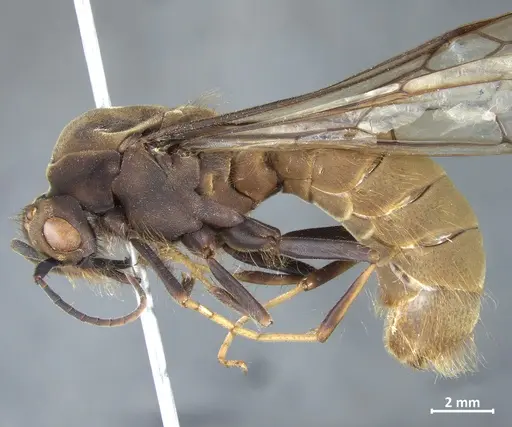 Eciton burchellii specimen DZUP549834 image dzup549834_3