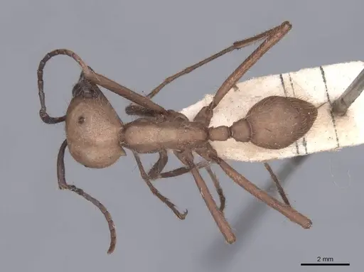 Eciton burchellii specimen FMNHINS0000045226 image fmnhins0000045226_1
